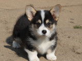Un chiot mâle Welsh Corgi Pembroke à acheter (LOF)