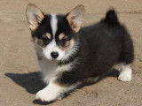 Un chiot mâle Welsh Corgi Pembroke à acheter (LOF)