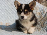 Un chiot mâle Welsh Corgi Pembroke à acheter (LOF)