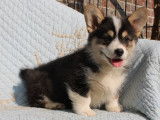 Un chiot mâle Welsh Corgi Pembroke à acheter (LOF)