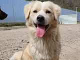 Adoption disponible : chien Golden Retriever au pelage beige
