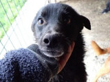Chiot mâle de 10 mois à la recherche d’un foyer