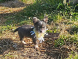 2 chiots mâles Chihuahuas non LOF disponibles à la vente