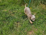 2 chiots mâles Chihuahuas non LOF disponibles à la vente