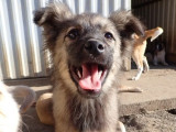 À adopter, chiot femelle de 3 mois
