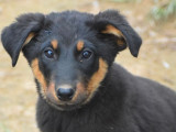 6 chiots femelles Beaucerons LOF à acheter