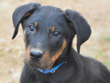 À vendre 4 chiots Beaucerons non LOF