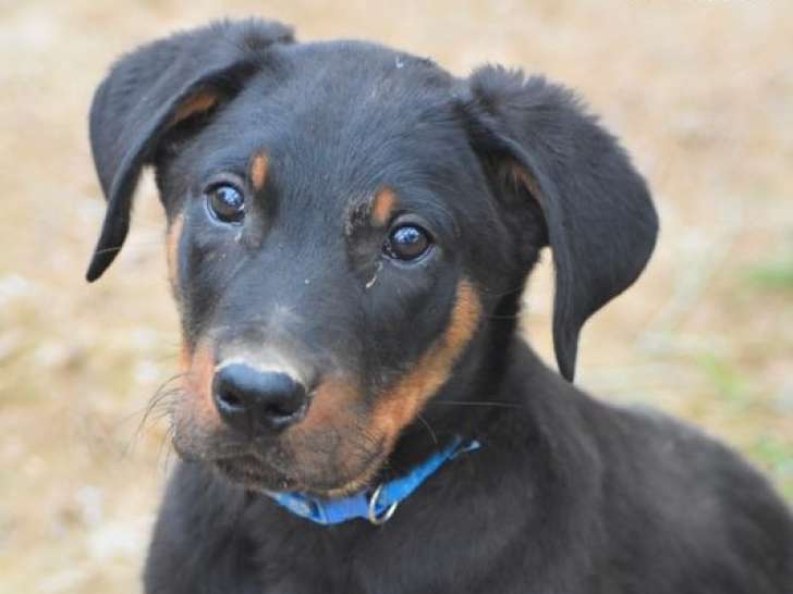 À vendre 4 chiots Beaucerons non LOF