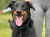 Des chiennes Beaucerons LOF à vendre