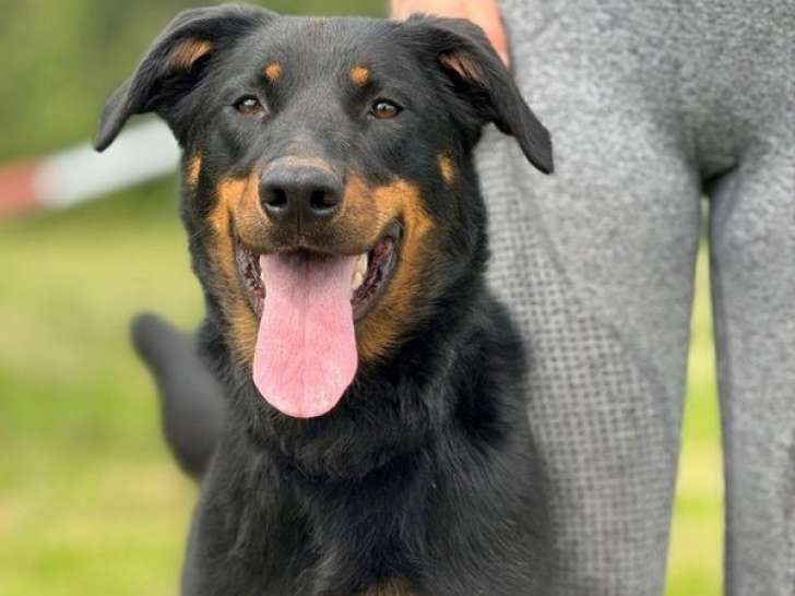 Des chiennes Beaucerons LOF à vendre