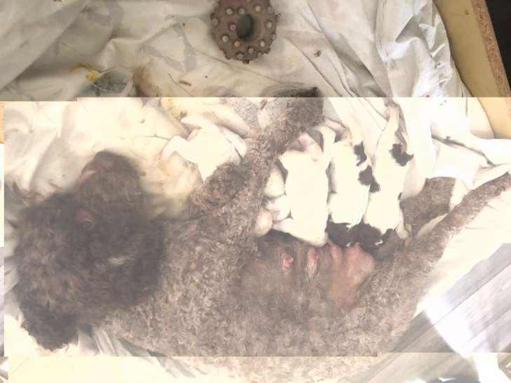 Chiots Lagotto Romagnolo LOF à vendre
