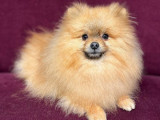 Chienne Spitz Toy LOF d’un an à vendre