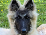 Un chiot Berger Belge Tervueren mâle LOF couleur sable disponible à l’achat