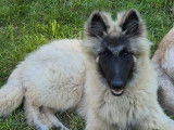 Un chiot Berger Belge Tervueren mâle LOF couleur sable disponible à l’achat