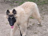 Un chiot Berger Belge Tervueren mâle LOF couleur sable disponible à l’achat