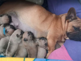 À réserver 5 chiots Bouledogues Français fauves (LOF)