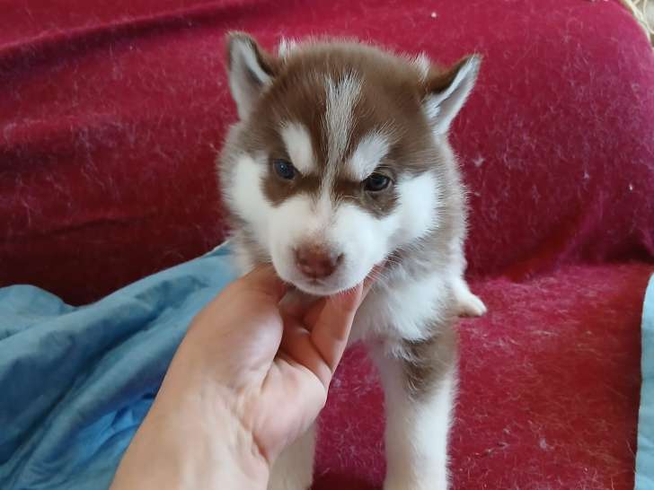 Magnifiques chiots Husky Sibérien à vendre