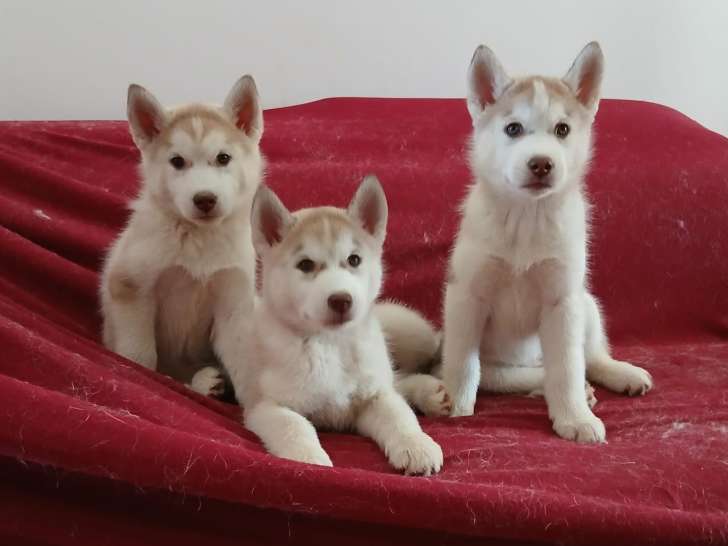 Magnifiques chiots Husky Sibérien à vendre