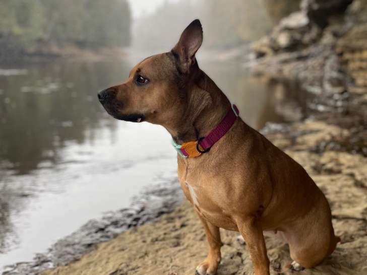Chienne Amstaff à vendre