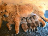 À réserver 5 chiots Chow Chow fauves (LOF)