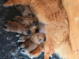À réserver 5 chiots Chow Chow fauves (LOF)