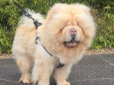 À réserver 5 chiots Chow Chow fauves (LOF)