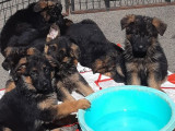 6 chiots femelles Bergers Allemands LOF en vente