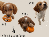 2 chiots mâles Épagneuls Bretons orange et blanc disponibles à la vente (LOF)