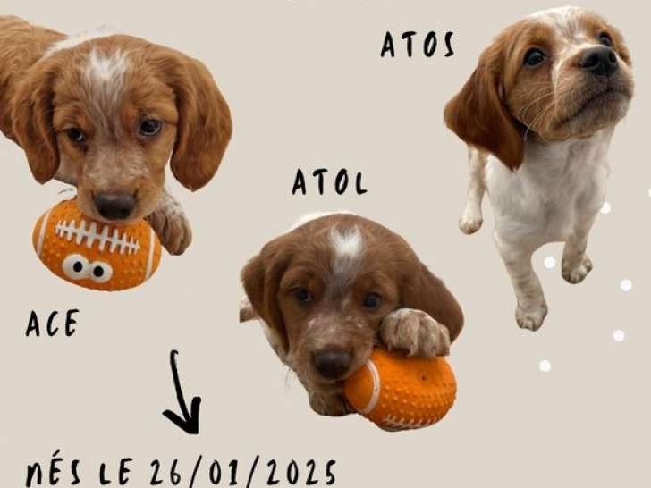2 chiots mâles Épagneuls Bretons orange et blanc disponibles à la vente (LOF)