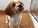 2 chiots mâles Épagneuls Bretons orange et blanc disponibles à la vente (LOF)