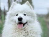 Chien Samoyède LOF de 3 ans disponible pour saillie