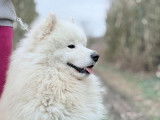 Chien Samoyède LOF de 3 ans disponible pour saillie