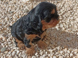 À réserver 2 chiots Cavaliers King Charles noir et feu LOF