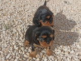 À réserver 2 chiots Cavaliers King Charles noir et feu LOF