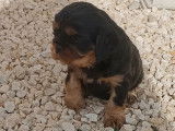 À réserver 2 chiots Cavaliers King Charles noir et feu LOF