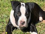 À vendre un chiot mâle American Staffordshire Terrier (LOF)