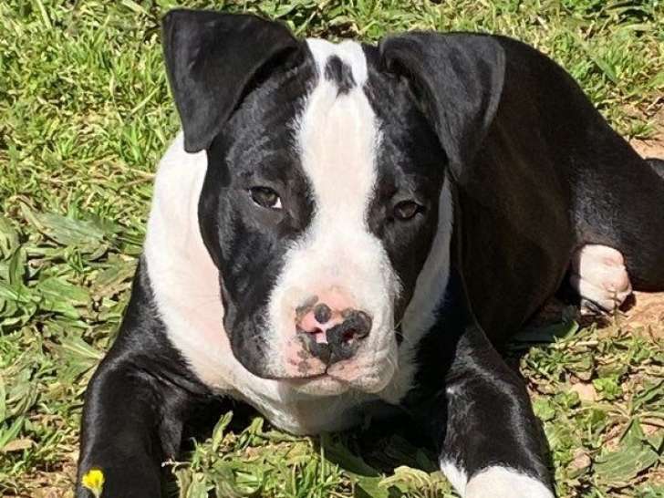 À vendre un chiot mâle American Staffordshire Terrier (LOF)