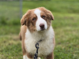 3 chiots femelles Bergers Australiens LOF disponibles à la réservation
