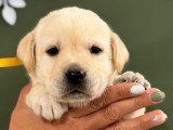 Des chiots Labrador Retrievers LOF à réserver