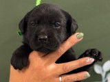 Des chiots Labrador Retrievers LOF à réserver