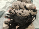 8 chiots Bergers Américains Miniatures LOF à réserver