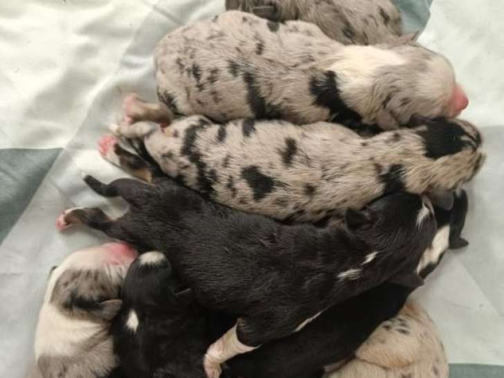 8 chiots Bergers Américains Miniatures LOF à réserver