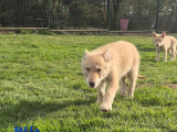 3 chiots Loup de Saarloos disponibles à la vente (LOF)