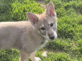3 chiots Loup de Saarloos disponibles à la vente (LOF)