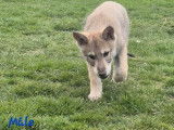 3 chiots Loup de Saarloos disponibles à la vente (LOF)