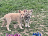 3 chiots Loup de Saarloos disponibles à la vente (LOF)