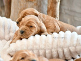 À réserver 2 chiots mâles Cockers Anglais fauve doré LOF