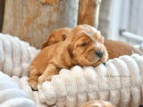 À réserver 2 chiots mâles Cockers Anglais fauve doré LOF