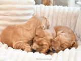 À réserver 2 chiots mâles Cockers Anglais fauve doré LOF
