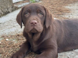 Un chiot Labrador Retriever mâle chocolat LOF disponible à la vente